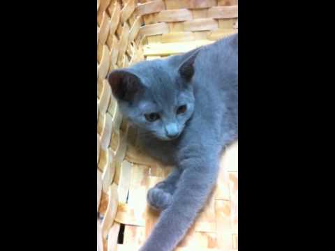 ロシアンブルーの子猫ちゃん