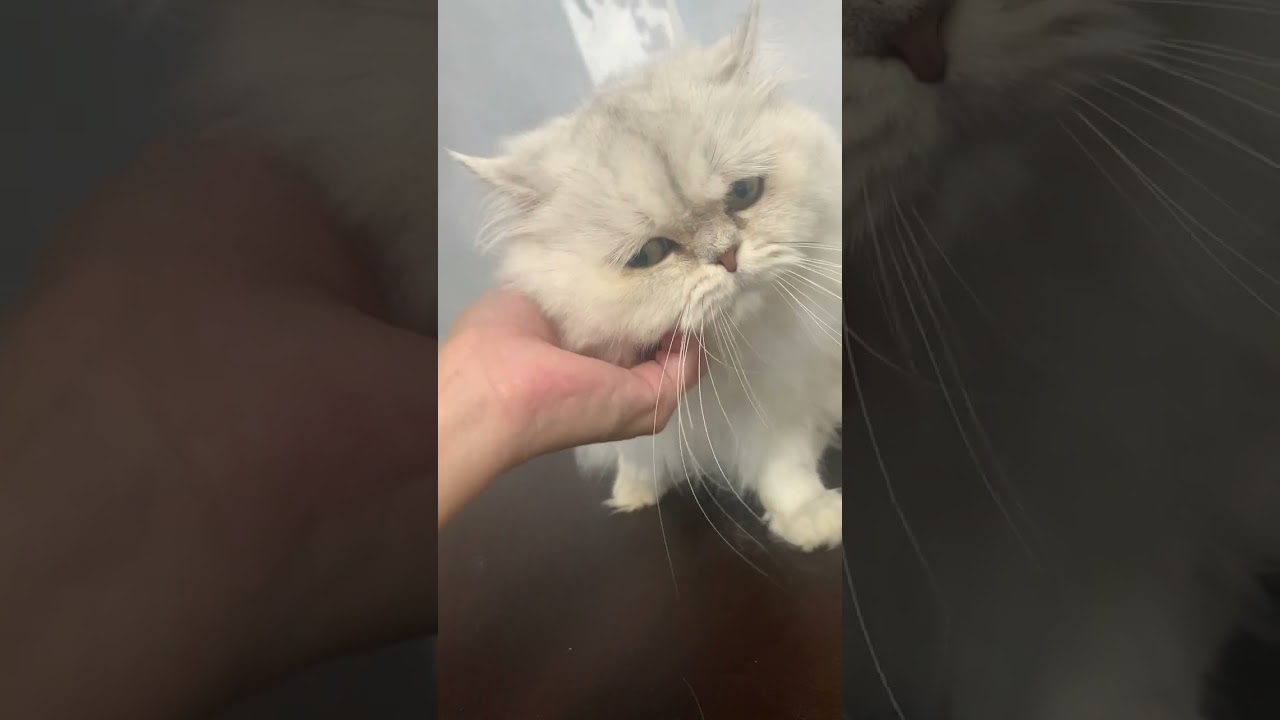 ペルシャ（チンチラ） じゅんくん