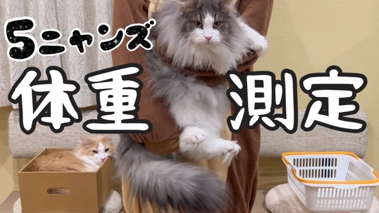 【夏の体重測定‼︎】ちょっとぽっちゃりなノルウェージャンフォレストキャットとターキッシュアンゴラの体重公開wwwww
