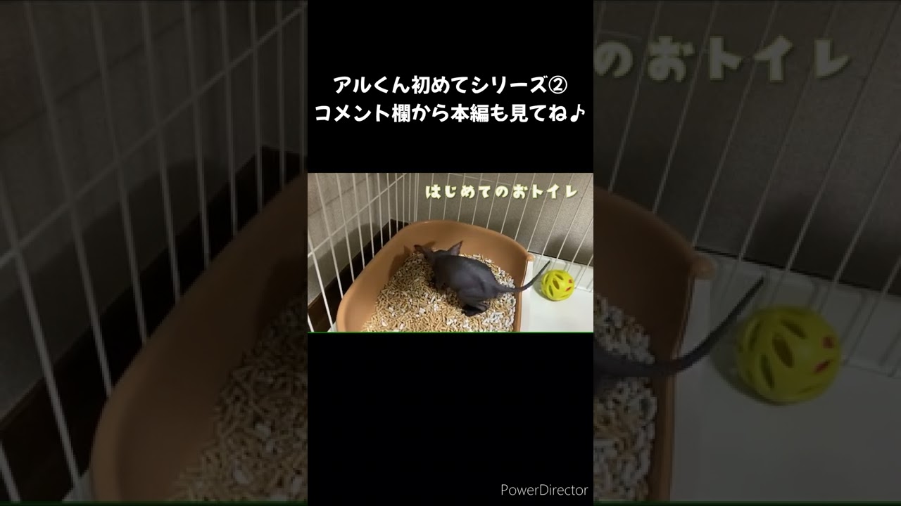 スフィンクス　子猫のアルくん　はじめてのトイレ＃shorts
