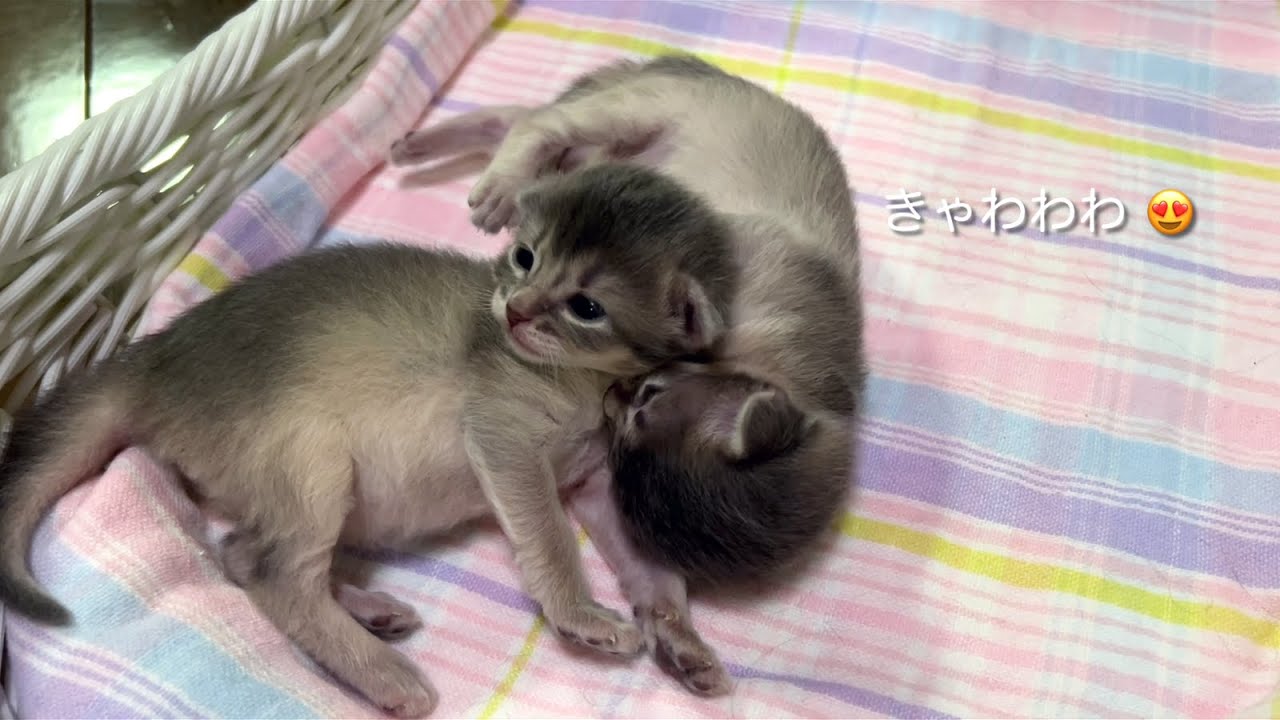 Somali Kitten 〜生後10日〜 ソマリの子猫（TIO）