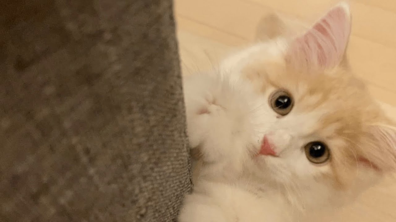 予防接種がんばりました【生後３ヶ月の子猫】