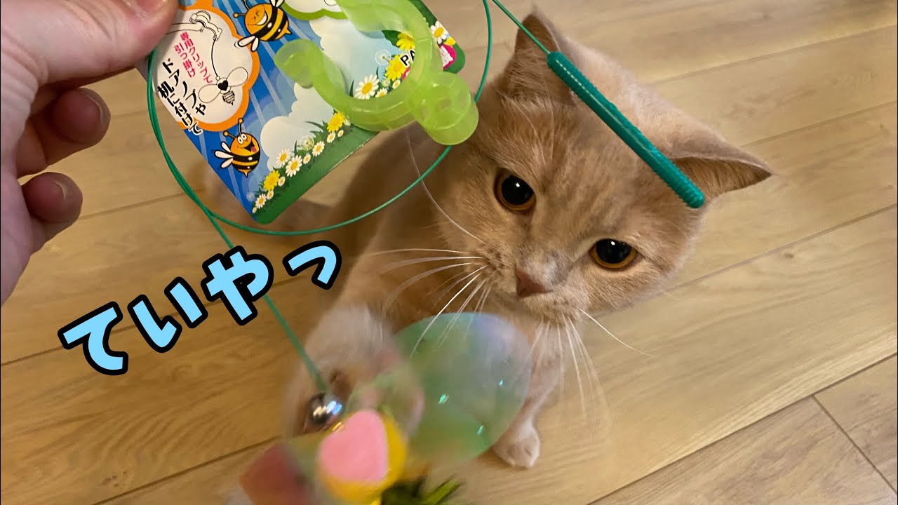 新しいおもちゃにハイテンションな猫と子猫...笑【本気】