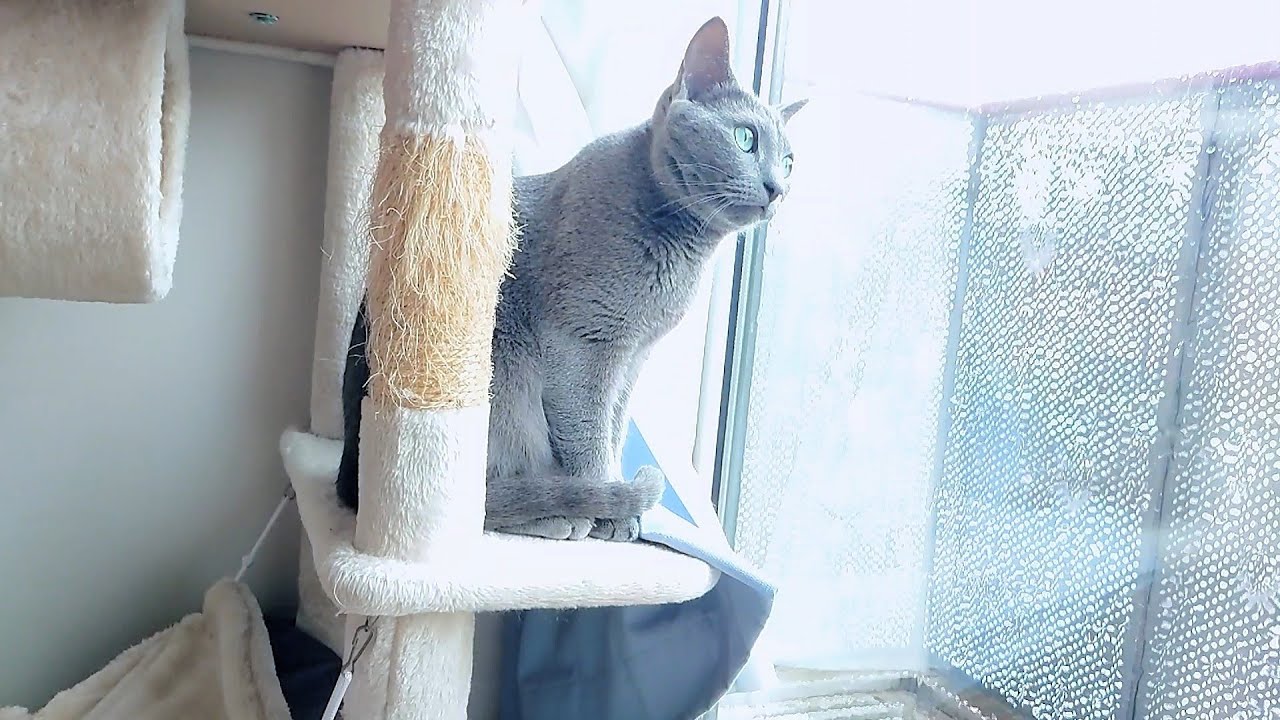 【猫動画】突然の大雨に驚くロシアンブルー【russianbule】Russian blue surprised by sudden heavy rain