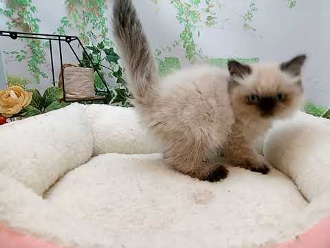 644612 ヒマラヤン