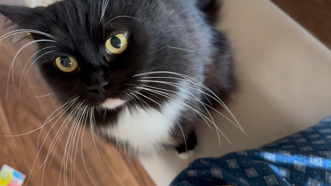 赤ちゃんに負けずに甘えに来る猫　ラガマフィンThe cat that always comes next to me. Ragamuffin