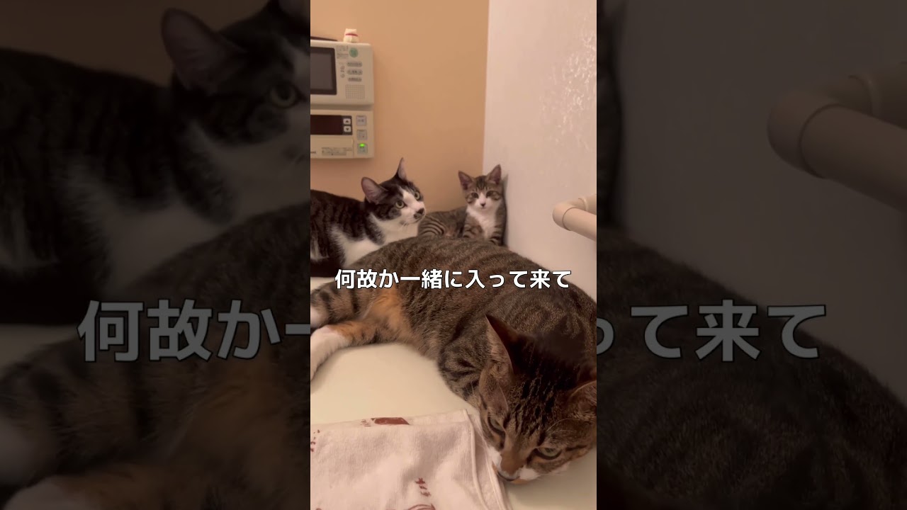 我が家のお風呂事情 #おもしろ #かわいい #猫動画 #cat #shorts