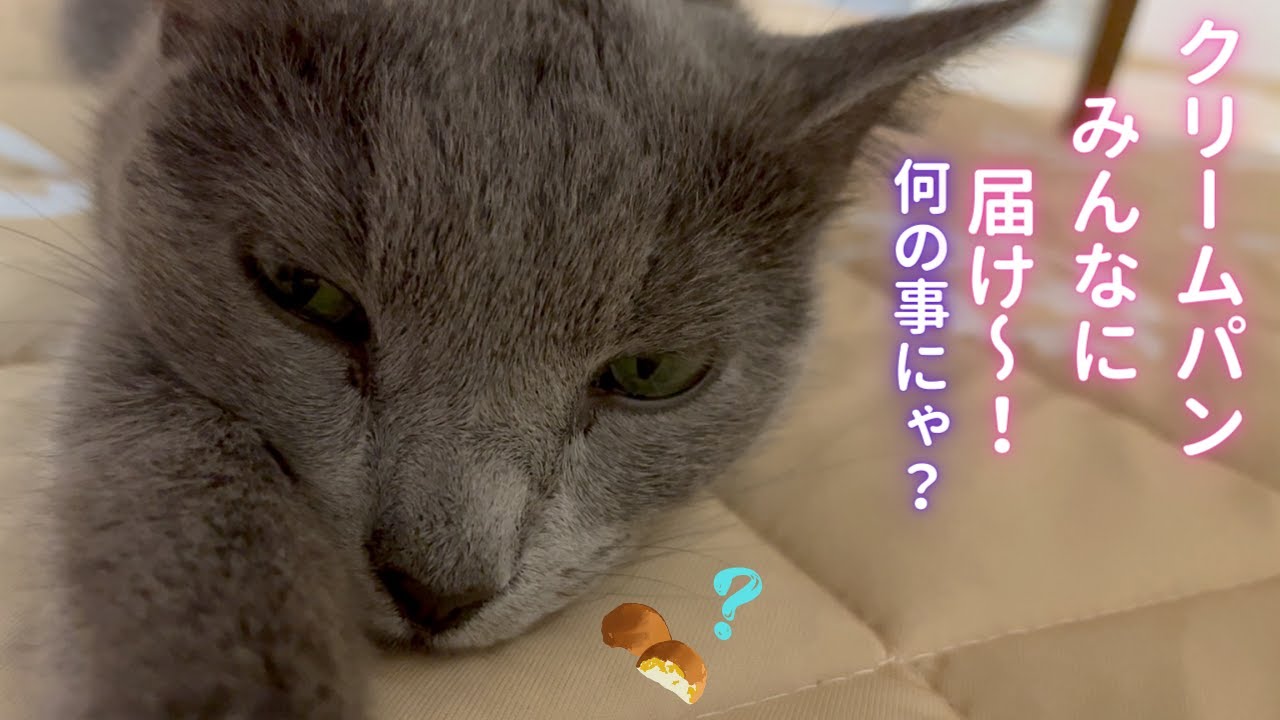 そらの可愛いクリームパン届けます（ロシアンブルー）