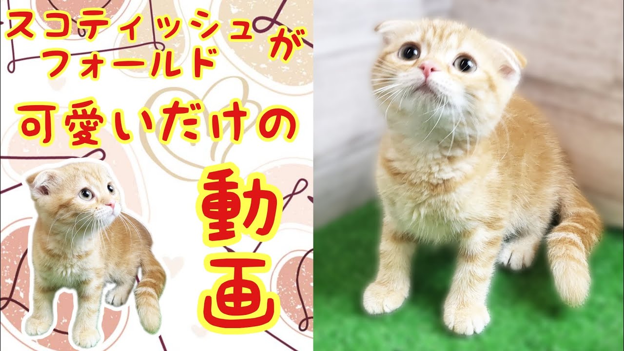 スコティッシュフォールド・子猫【鶴見元宮店】