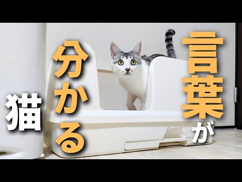 【元保護猫】子猫に「トイレする？」と言うと意思疎通ができました