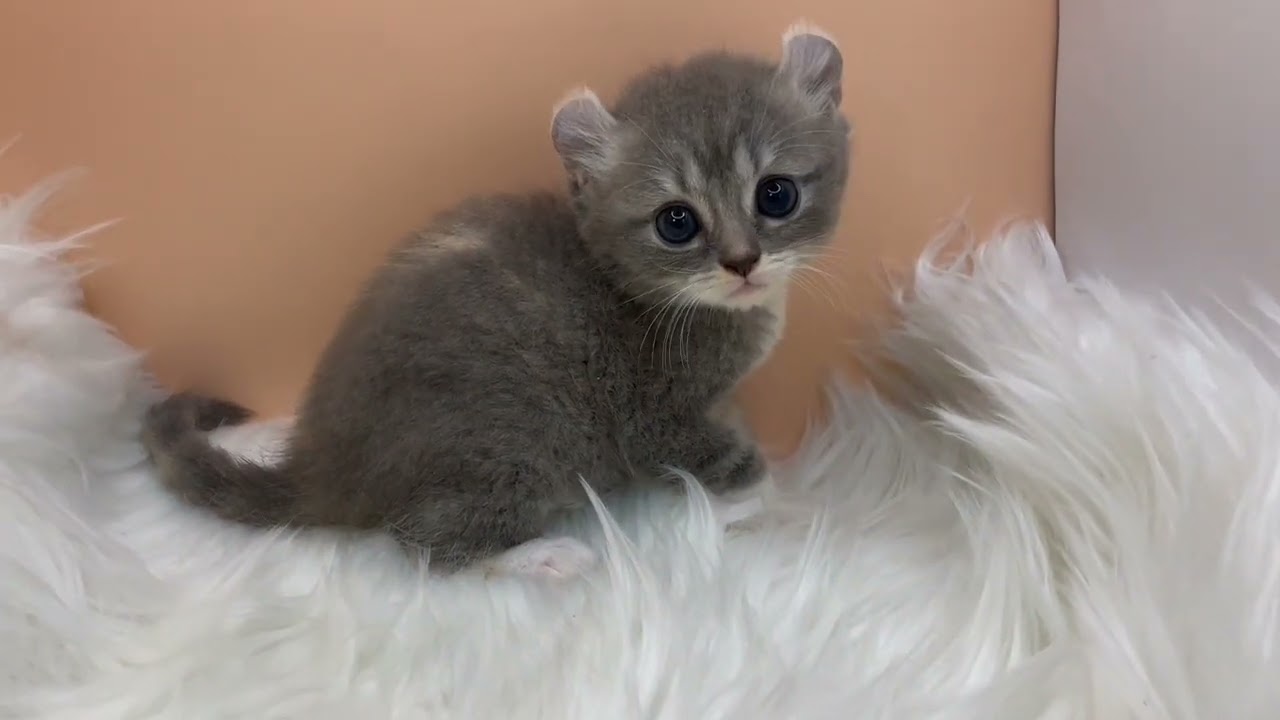 アメリカンカール 【ブルーパッチドタビーホワイト】クルンとした耳のアメリカンカール兄妹💓