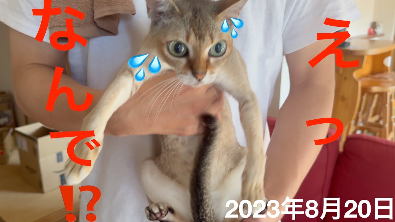 まさか❗️自分だとは思わなかった耳掃除‼️シンガプーラ「もも」：2023.08.20  #耳掃除 #シンガプーラ #猫