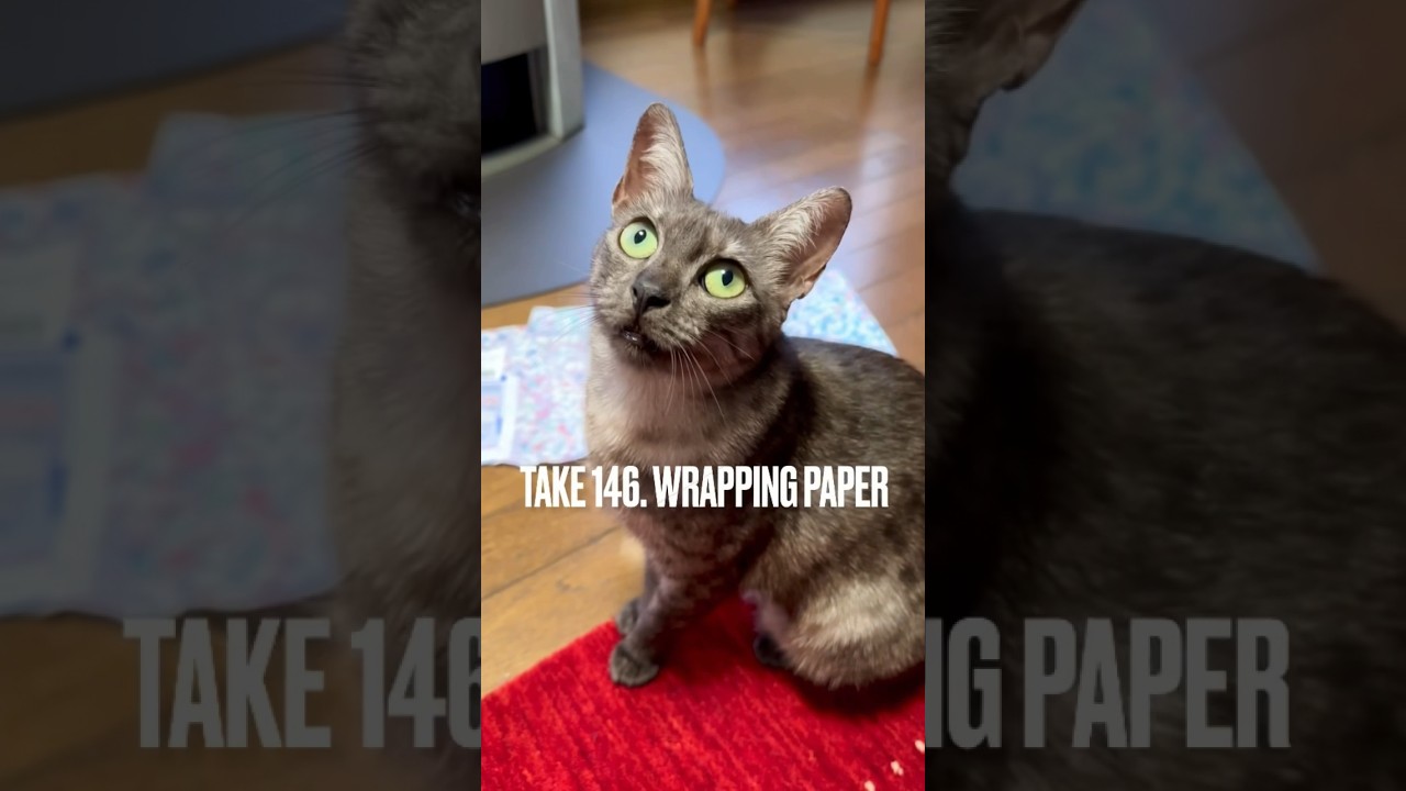 【#包装紙 も大好きにゃ❗️】#ガサガサ がたまらない #ねこのいる生活 #猫とあそぶ #遊ぶ猫 #playingcat #wrappingpaper #エジプシャンマウ女の子 #shorts