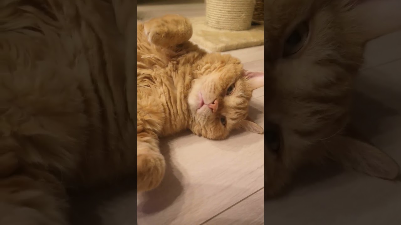 【ねこ落ち速報】ヒマ#shorts#cat #猫#セルカークレックス #ねこ落ち速報 @tonosamacats1405