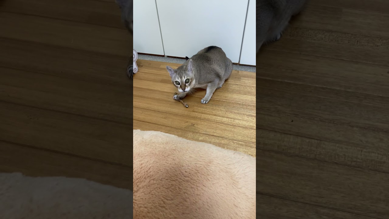 猫にまたたび #シンガプーラ