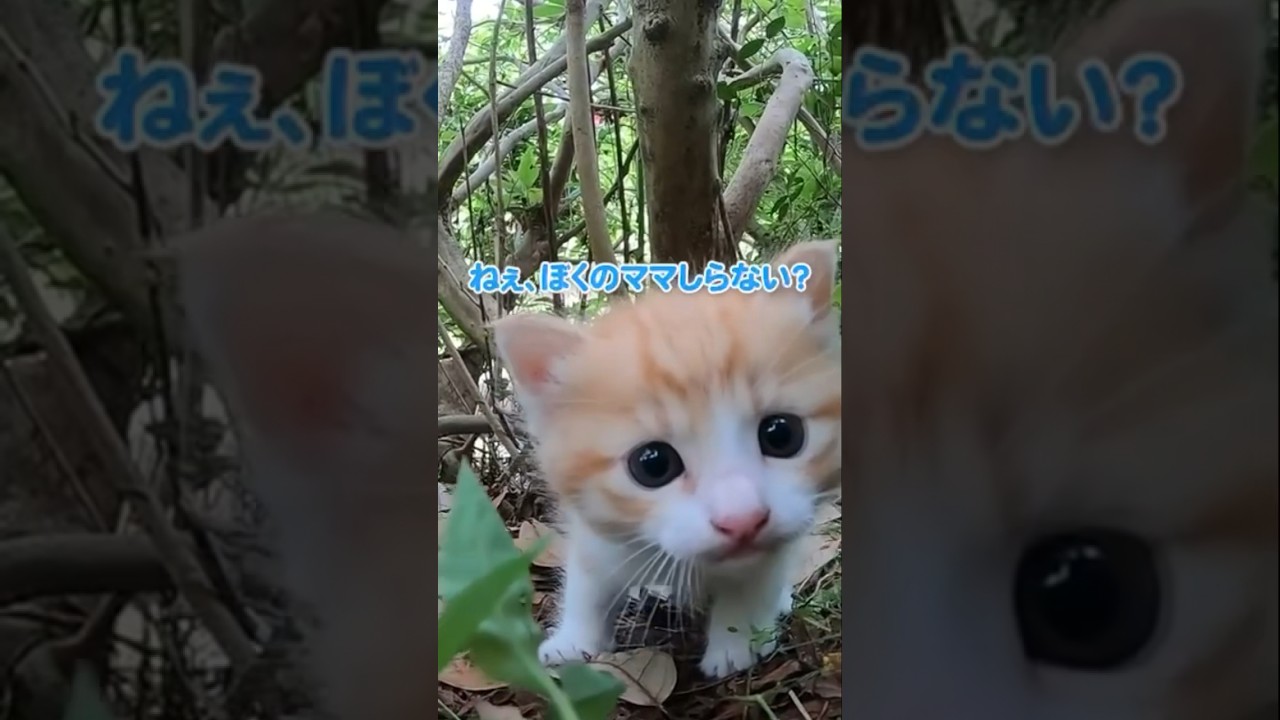 迷子になった子猫がシャーしてくるけど可愛すぎた#shorts