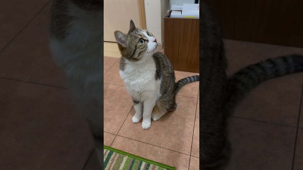 とってもシャイな、我が家のコロ助　#shorts #cat #siblings