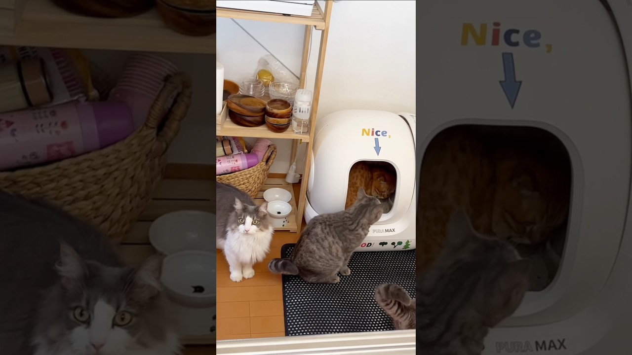 トイレの順番待ちをしてる猫たち #猫 #マンチカン #shorts