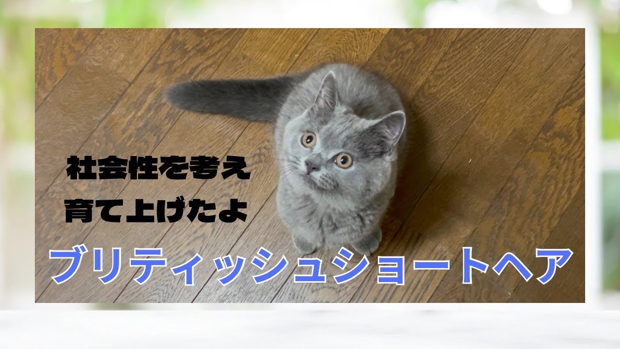 【ブリティッシュショートヘア子猫】2023.5.12生　仮名アールくん