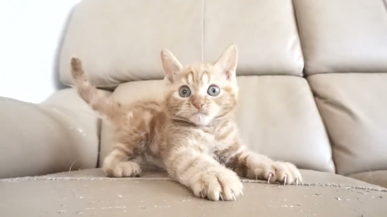 セルカークレックス子猫　2023.6.14産まれ 　レッドタビー　　男の子　シーダキャット猫のお店