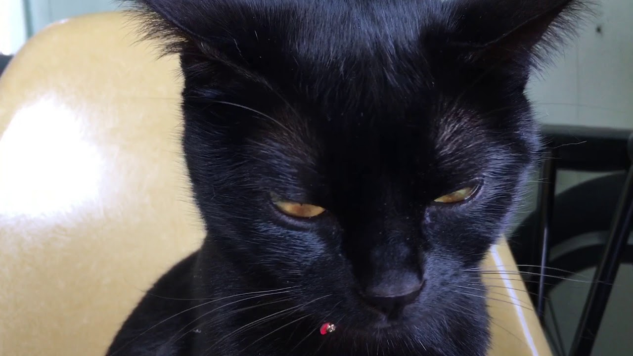 おねむなハナちゃん☆4匹黒猫ボンベイ家族