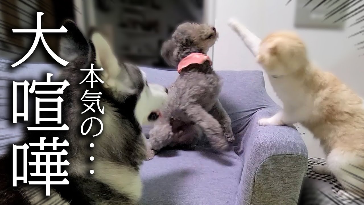 深夜に帰宅すると犬達が大喧嘩してて必死に止める猫がこちらです