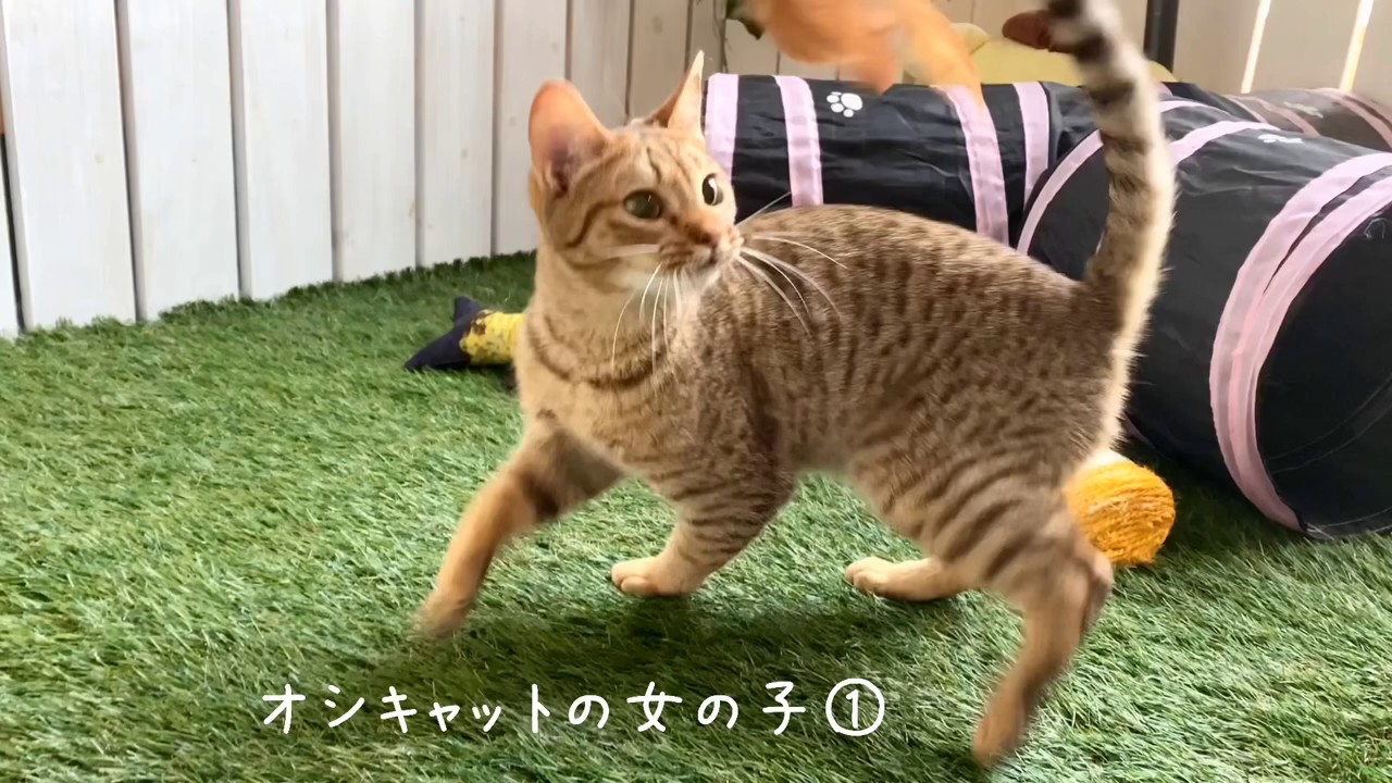 【ナナハチ’s ROOM】オシキャットの女の子① 20200408