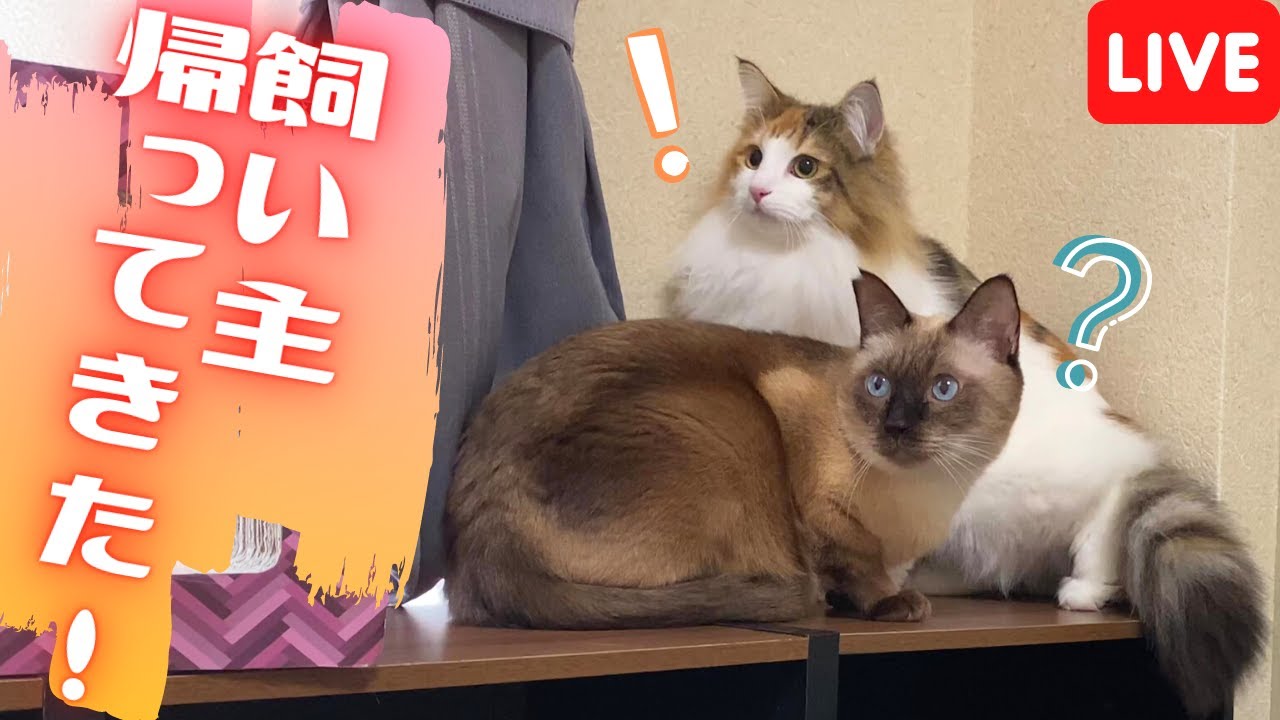 保護猫＆北欧猫に夕ご飯あげるところをそのまま公開生放送！そのあとどうなるかは分からない…【シャム猫/シャムミックス＆ノルウェージャンフォレストキャット】
