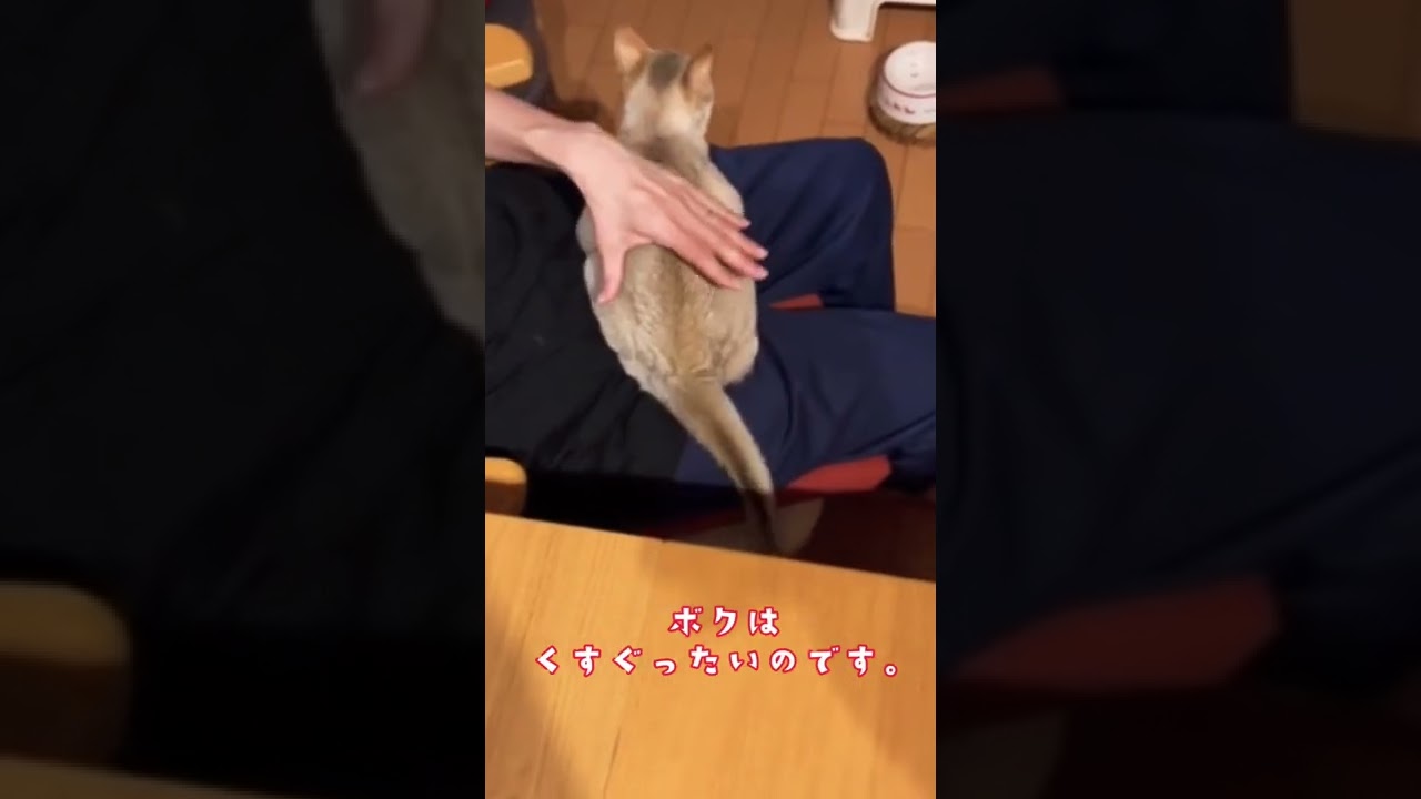 【しっぽが反応しちゃう】シンガプーラ　　#shorts #singapura