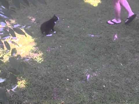 Cat hops/walks like a rabbit