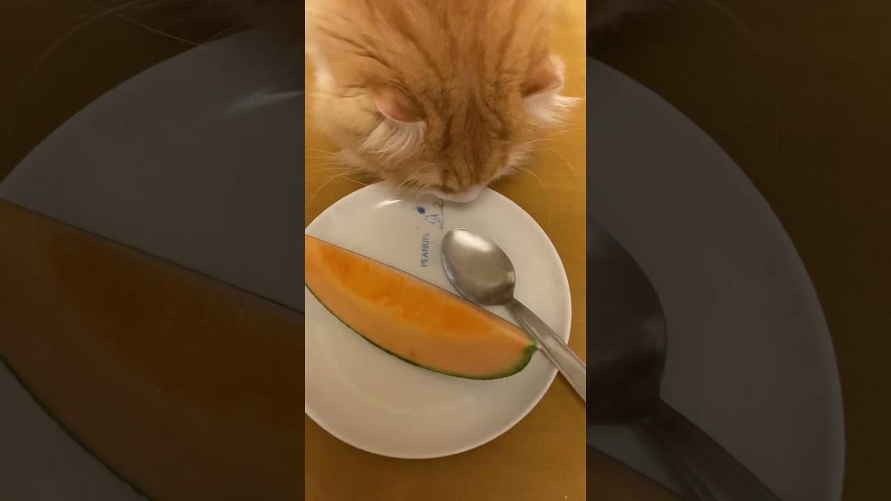 vs. 夕張メロン #shorts  #猫 #アメリカンカール #cat
