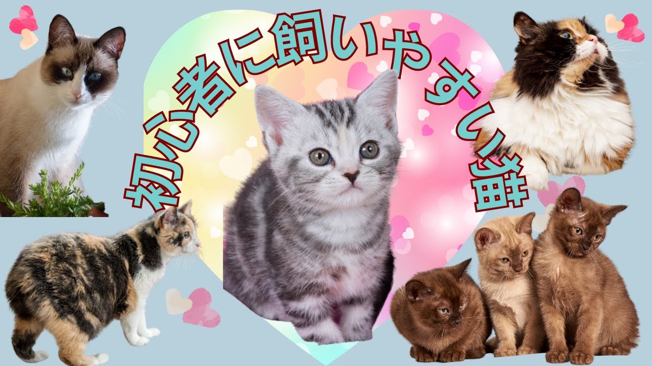 初心者に飼いやすい猫    ❤️  可愛い猫の癒しをあなたにお届けします  ♬  アニマル  セラピー