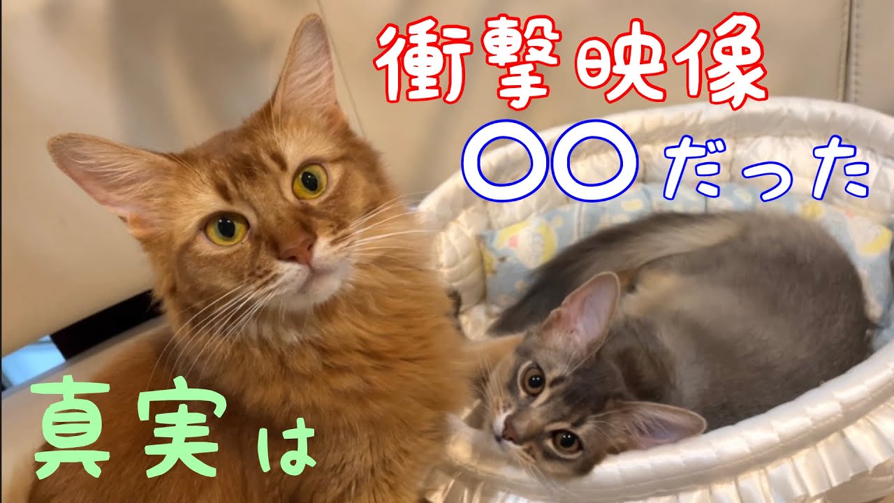 【衝撃映像】〇〇として受け入れられたチューがコチラ❗️【ソマリ】