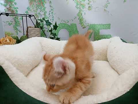 644606 アメリカンカール