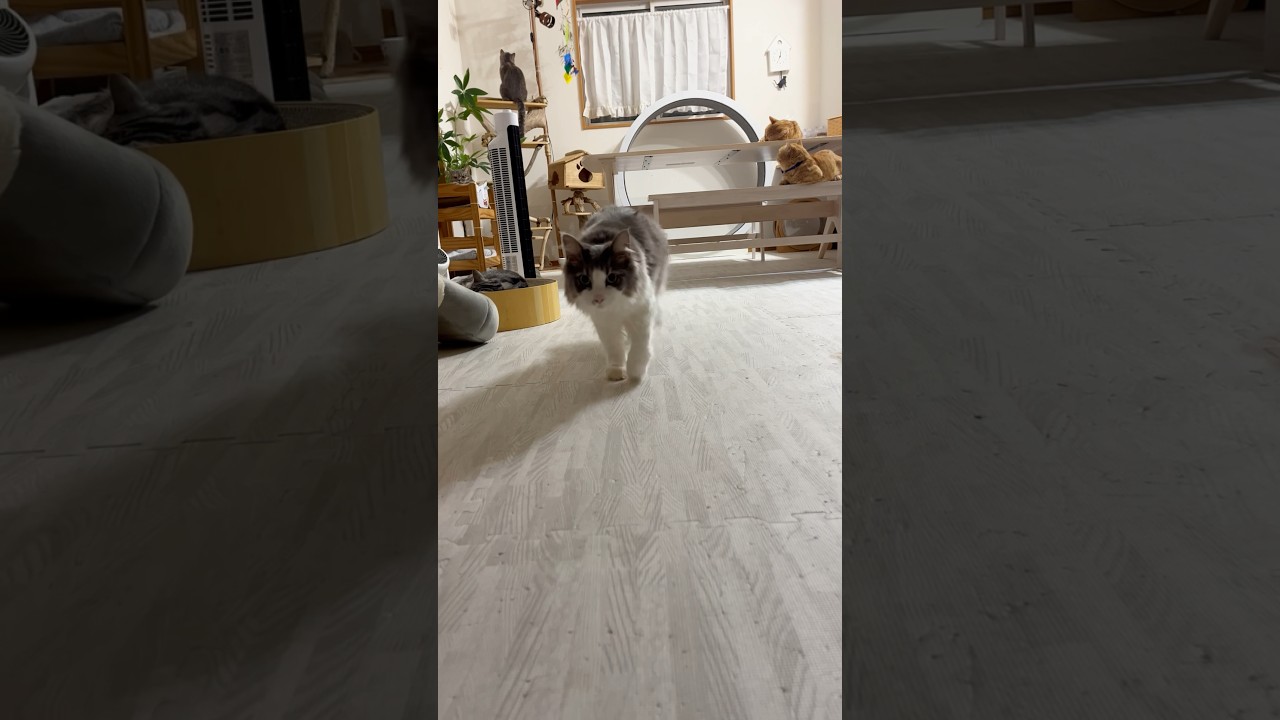 ちーちゃん、優勝だな #猫 #サイベリアン #shorts