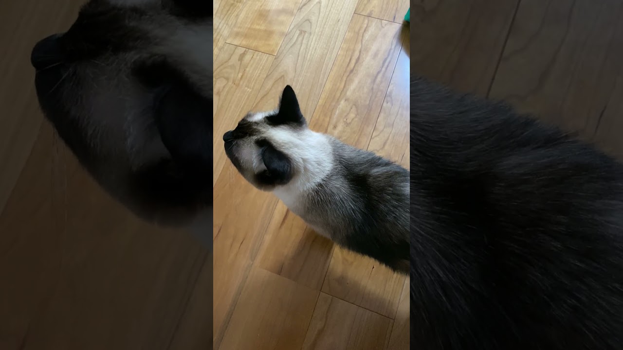【2023.08.23】今日のシャム猫のふくさん（音無し）【たぬき猫】 #shorts