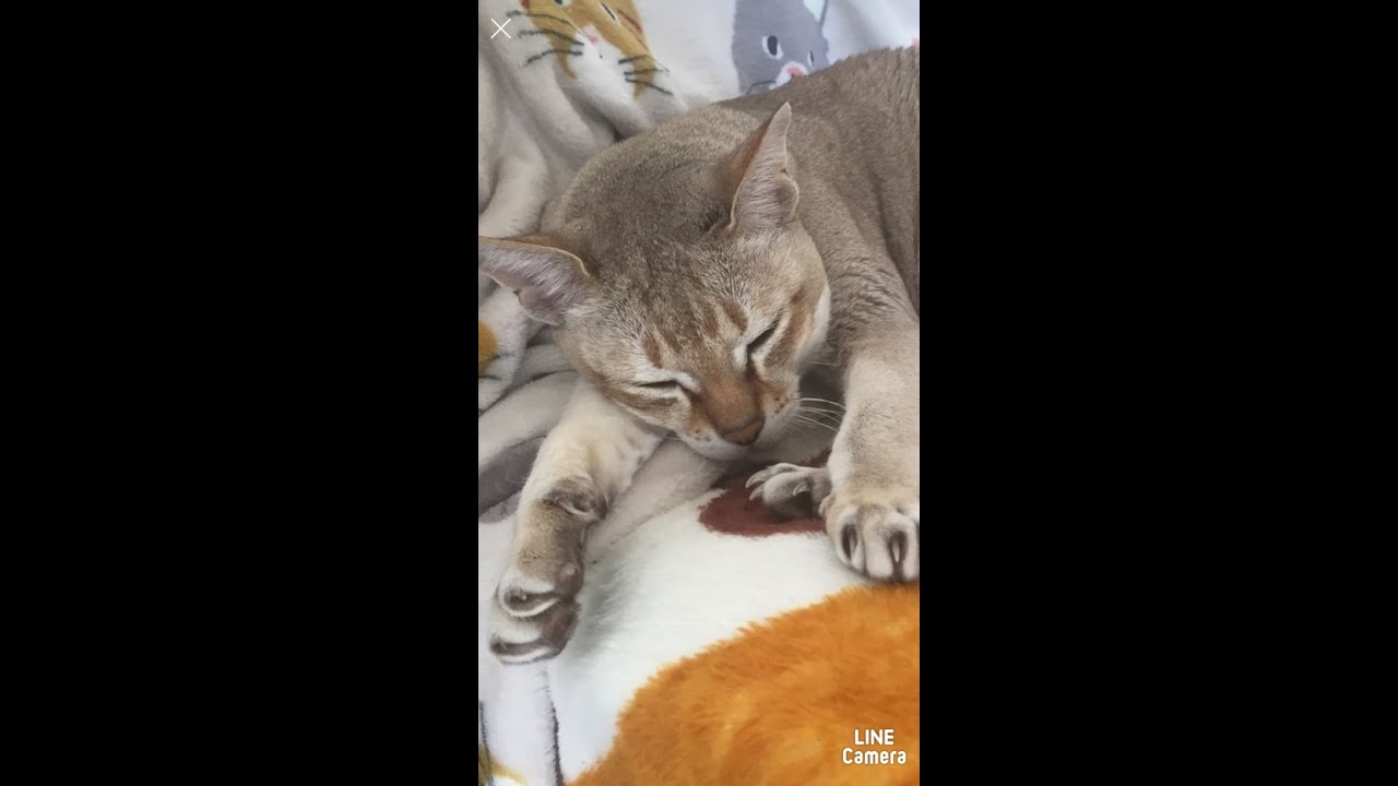 #Short お返事する猫 #シンガプーラ