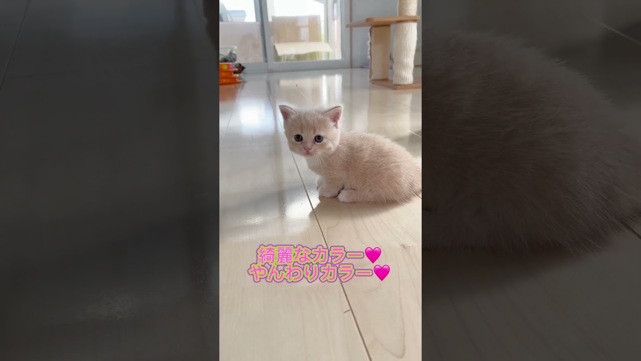 短足マンチカン女の子🩷 【お問合せ詳細は説明欄に記載あります】 #猫 #マンチカン #ミヌエット #子猫販売 #猫のいる暮らし #猫動画 #ブリーダー直販 #ラパーマ #子猫 #スクーカム
