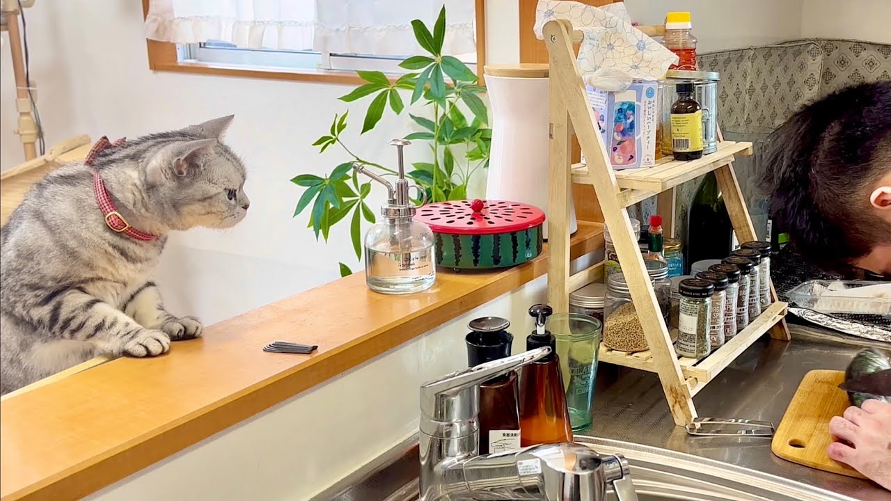 にぃにが鯵の三枚おろしをしてるのを心配そうに見守るあい様 #猫 #アメリカンショートヘア
