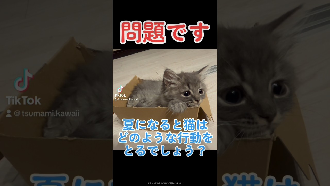 夏になるとネコはどうなる？ #ラガマフィン #つまみちゃん #かわいい #kitten #猫 #cat #子ねこ #子猫 #shorts #クイズ