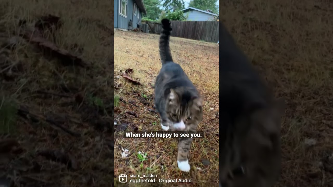 My Manx cat happy to see me.