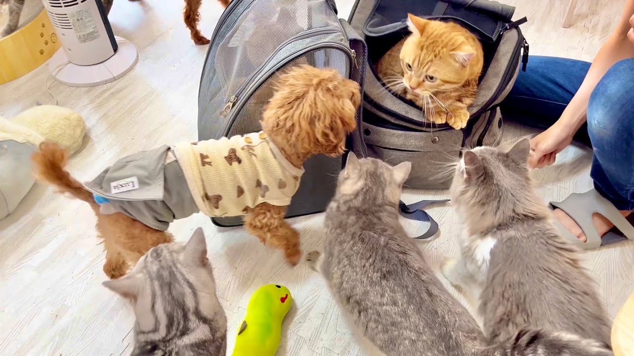 動物病院から帰ってきたぽちゃくんとちゃーぼーを一番心配してくれたのは...！ #猫 #マンチカン