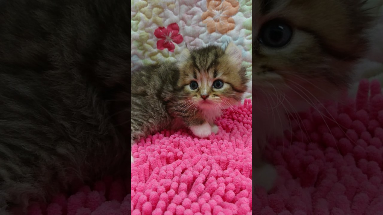 3/20アメリカンカール・♂