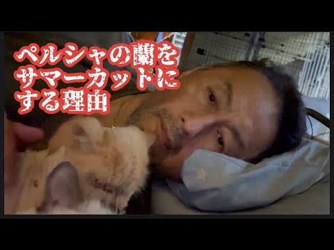 No.0557【私がペルシャの蘭をサマーカットにする理由】
