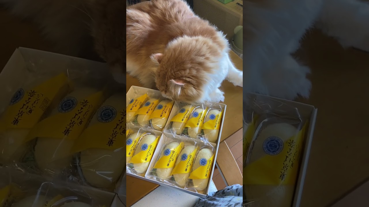 vs. TOKYO BANANA #shorts  #猫 #アメリカンカール #cat