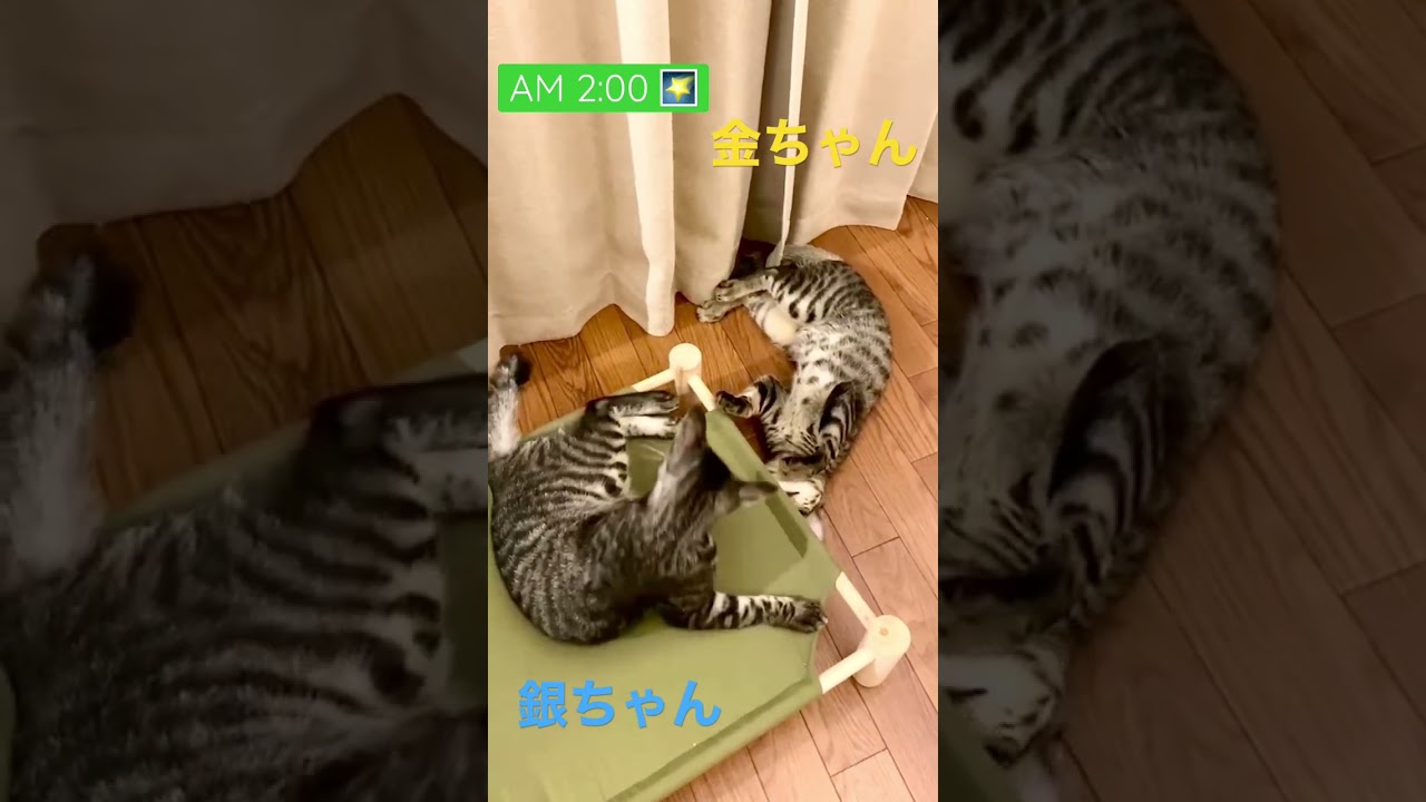 真夜中のにゃんプロ 1 （ねこプロレス）😼⚡️グラディエーターへの道 #shorts