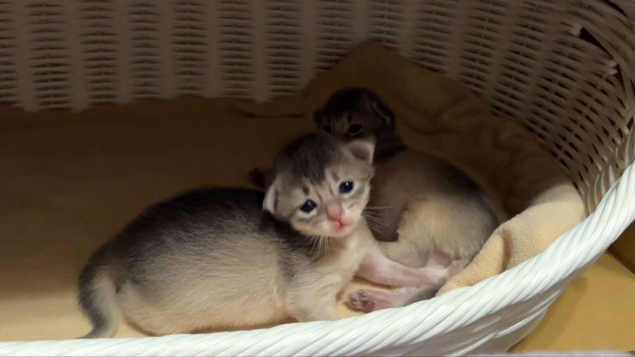 Somali Kitten 〜生後11日〜 ソマリの子猫