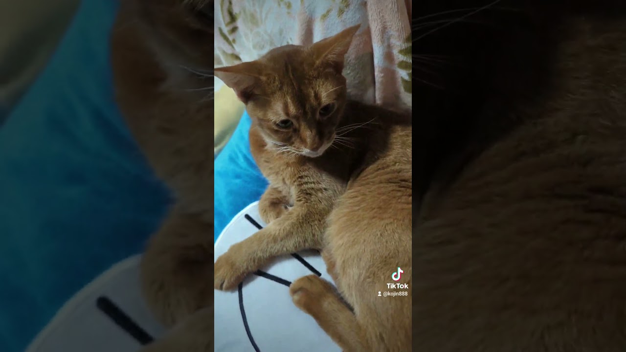 8/15ベッドのあびにゃん（´・ω・`） #ねこ #cat #アビシニアン