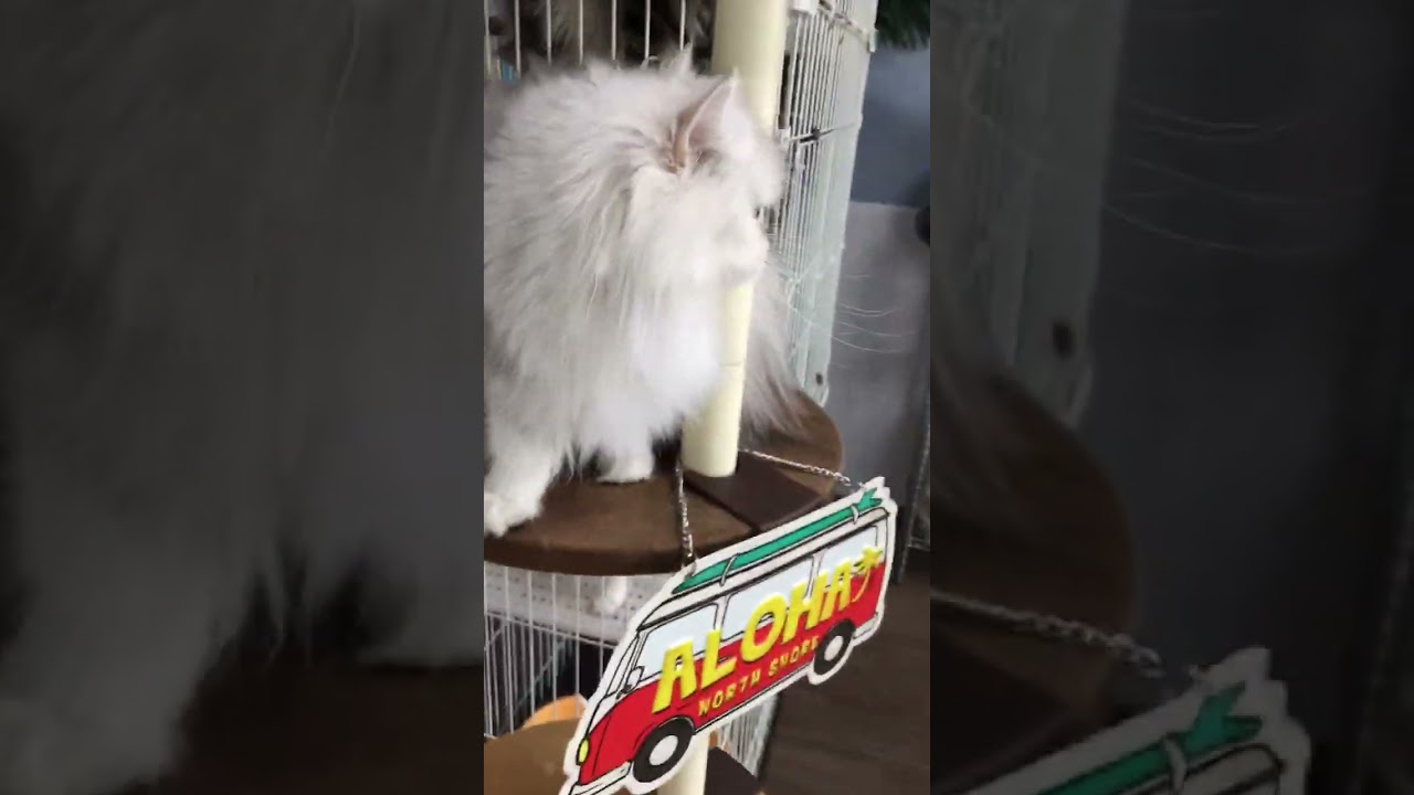 ペルシャ（チンチラ） バジルちゃんです