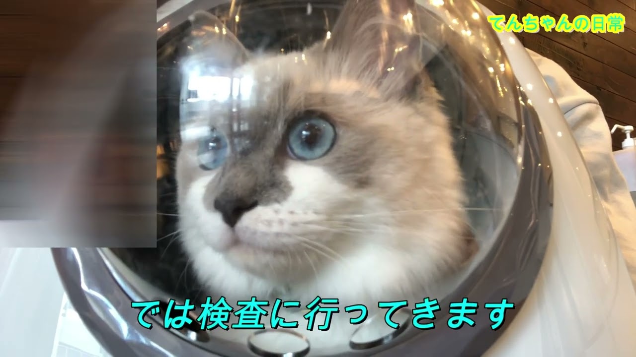 【心臓】術前検査で異常があったので大きい病院で再検査です＃３１